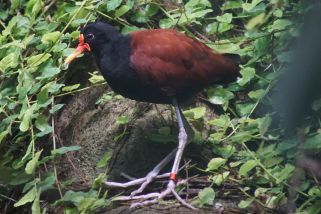 Jacana jacana - Rotstirn-Blatthühnchen (Klunker-Jassana, Rotstirn-Jassana)